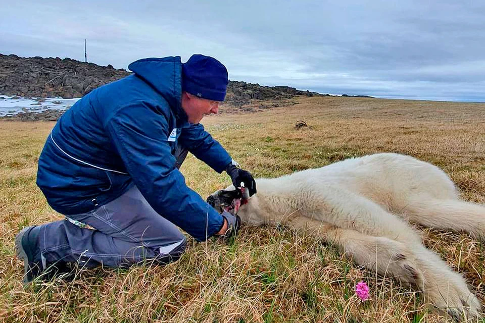 Ветеринары спасли подавившегося банкой сгущенки белого медведя. Фото: Роспотребнадзор