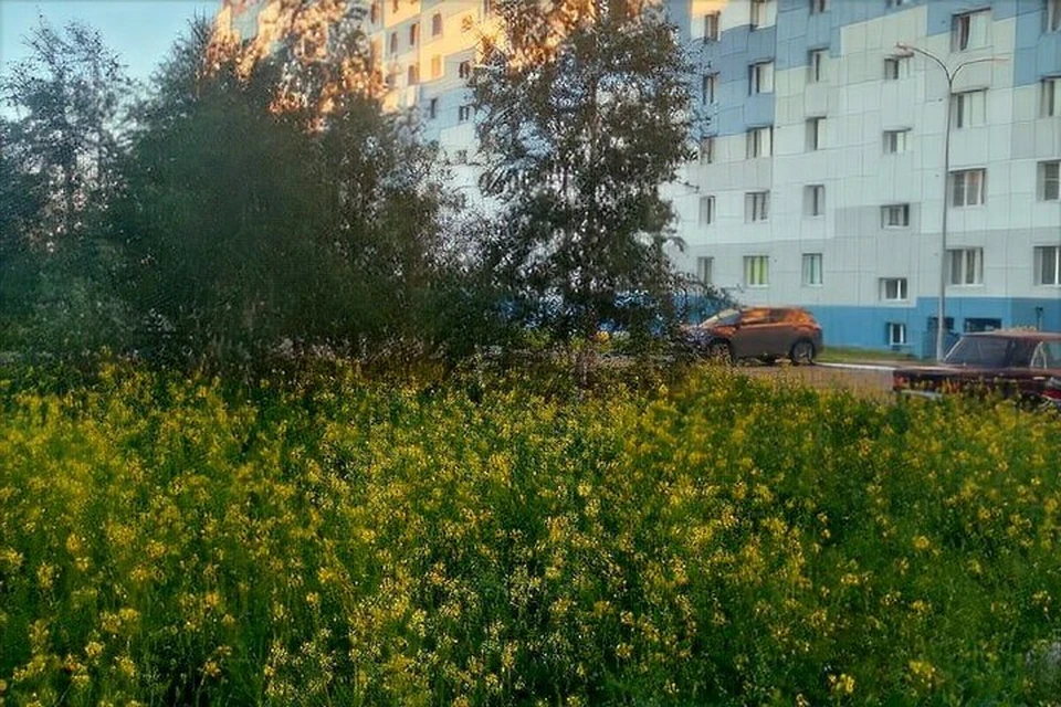 Фото: Татьяна Бузанова. Цветы в одном из дворов Надыма.