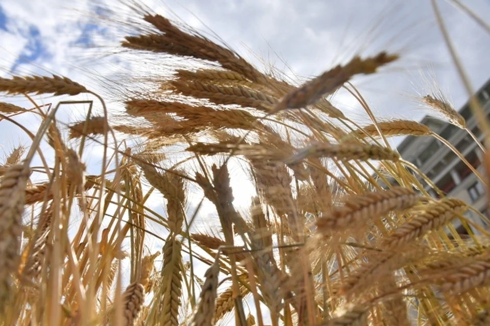 В ЮНКТАД заявили, что зерновая сделка снизит издержки в экспорте России