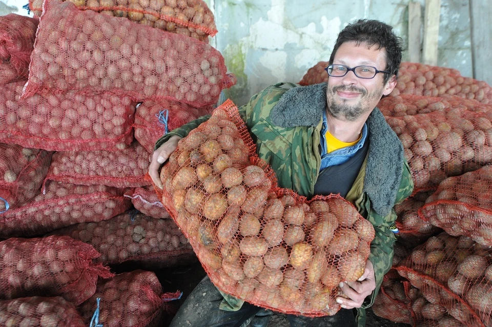 Покупатели приготовились скупать картофель продукт мешками.