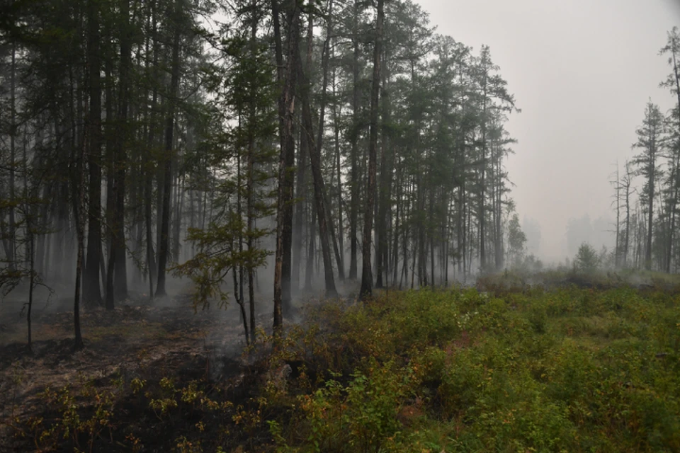 Лесные пожары чаще всего возникают из-за несоблюдения людьми правил безопасности.
