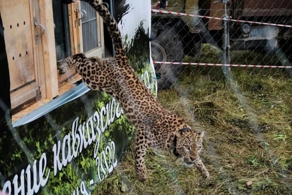 Леопарды обживаются в дикой природе. Фото: t.me/prirodovedenie_rus