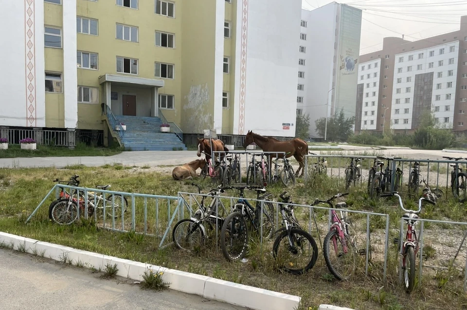 Велосипеды якутск. Якутск лошади штрафстоянка. Велосипеды в Якутске. Студгородок Якутск. Стоянки отдыха велосипедистов.