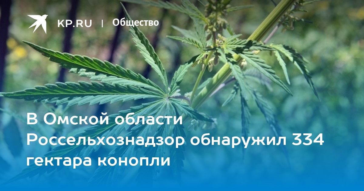 Конопля омской области промышленной конопли