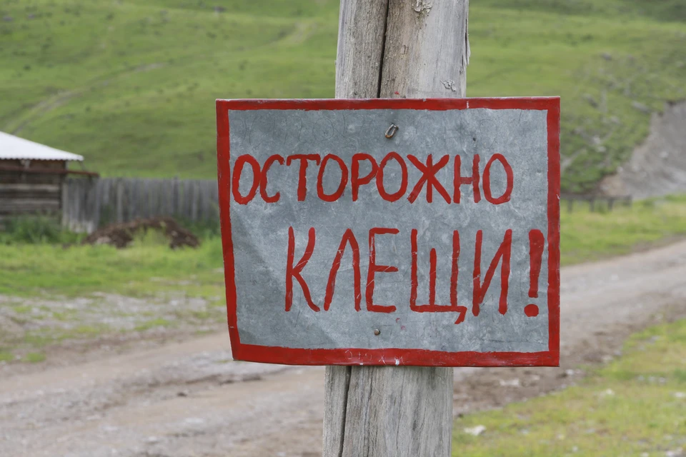 С начала активности клещей от этих насекомых пострадали 1272 жителя Ульяновской области