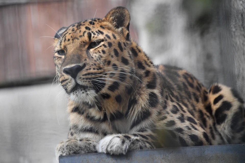В каждом уголке планеты полюбуются дальневосточным леопардом Leo12М по имени Тайфун.