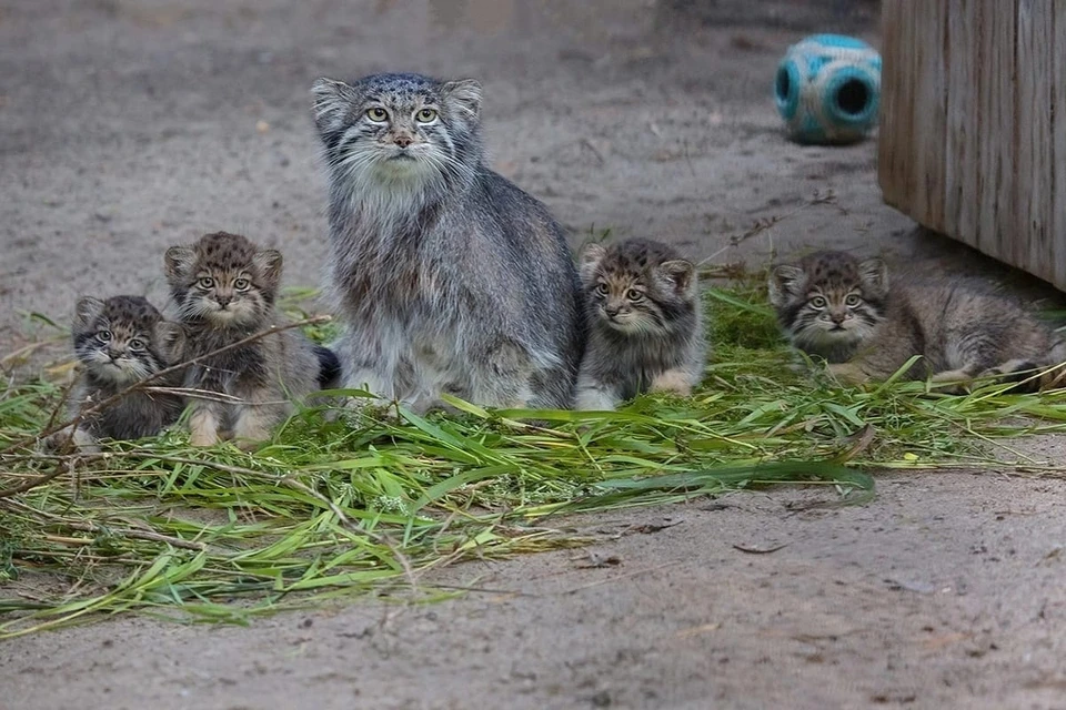 В зоопарке на свет появились шестеро котят. Фото: В.Габов