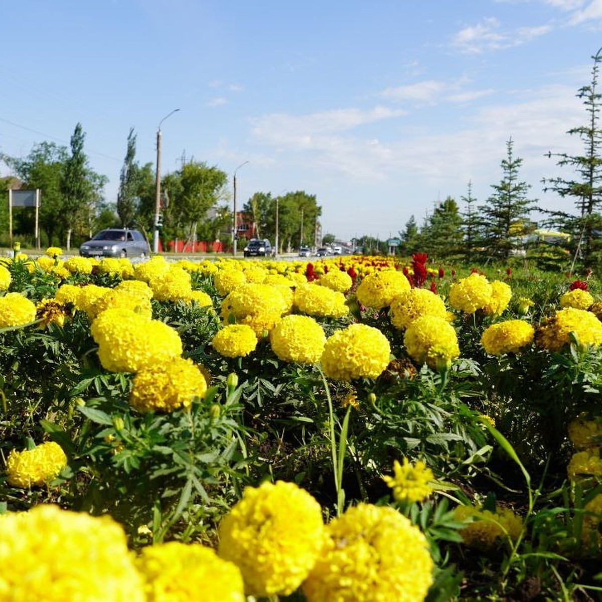 Городская клумба Оренбург