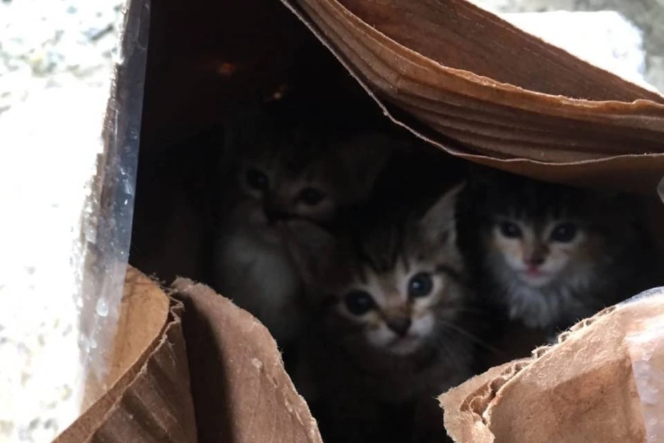 Котят нашли в коробке на улице Коминтерна. Фото: vk.com/murmandogs