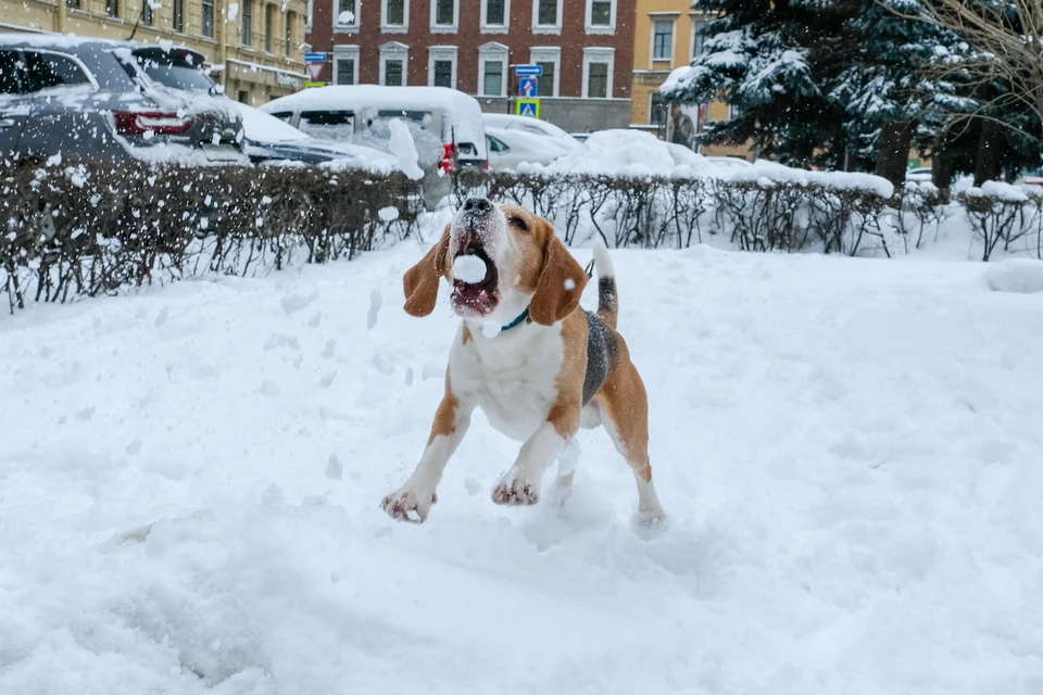 Владельцев собак в Петербурге могут начать штрафовать за лай животных