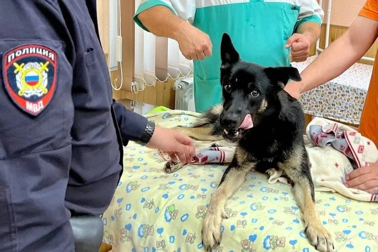 Полицейские спасли раненного живодером пса на севере Иркутской области