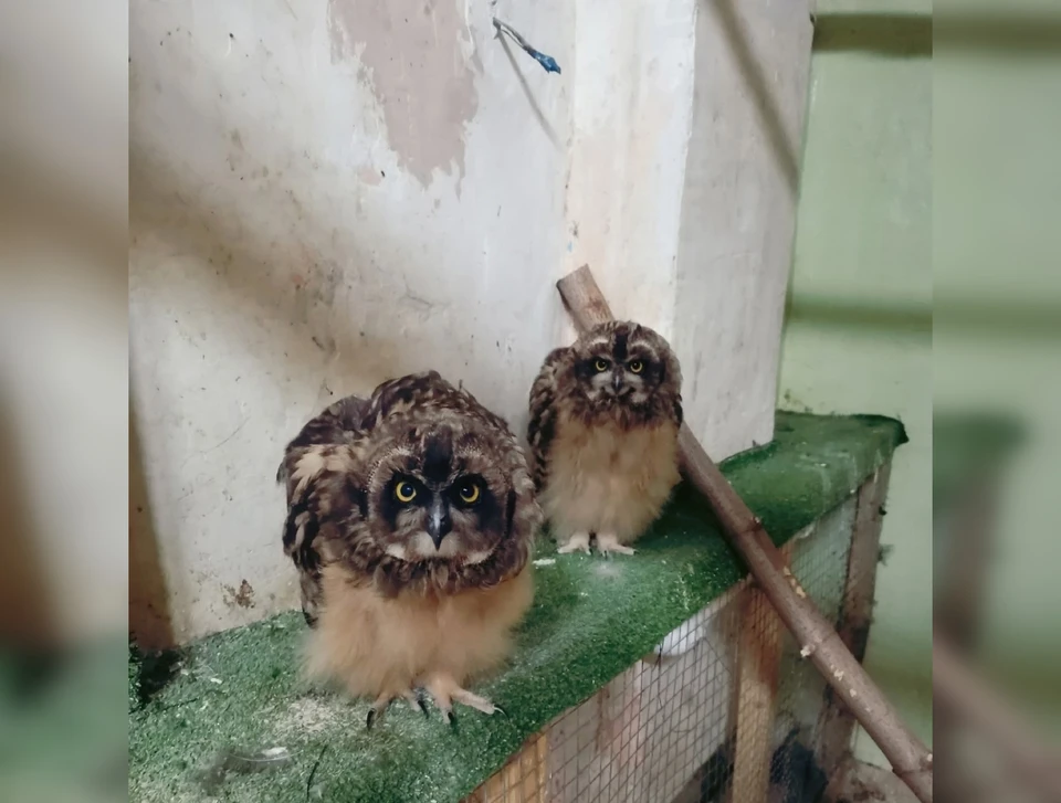 Фото: Центр реабилитации животных «Большое гнездо»