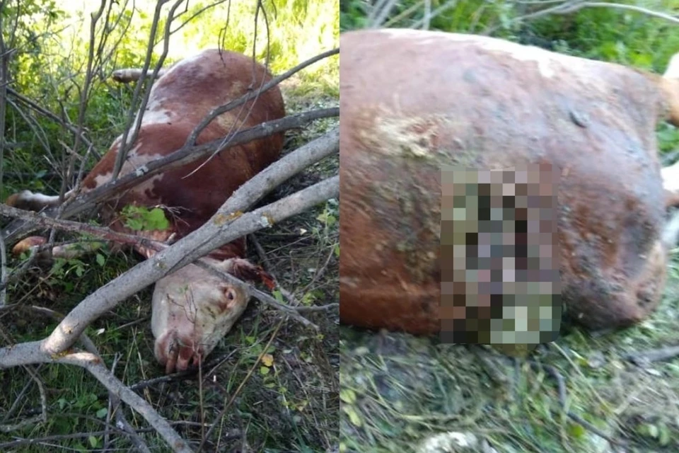 Медведь задрал корову под Новосибирском. Фото: предоставлено пресс-службой Минприроды НСО.