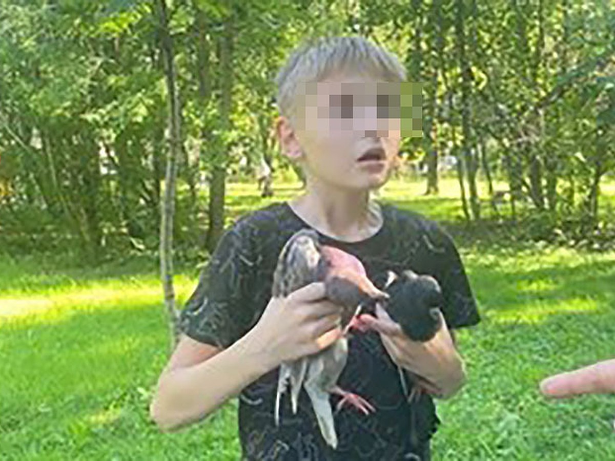 12-летний живодер сломал лапы и убил десятки голубей в Петербурге - KP.RU