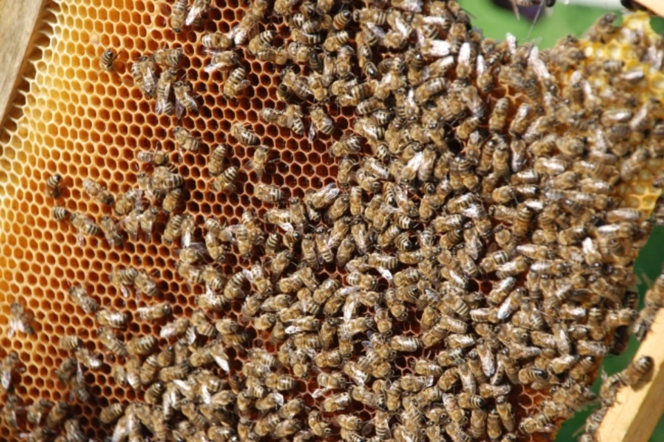 В начале июля на пасеках в Слободском районе заметили массовую гибель пчел