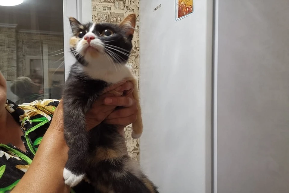 Котика заявительница после спасения забрала себе. Фото: "ЗооСпас Екатеринбург"