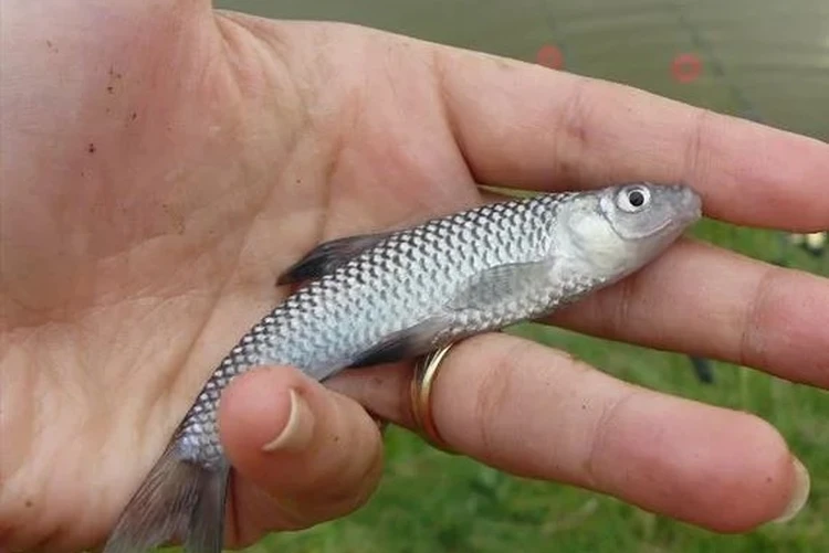 В водоемах Кубани появляется все больше необычной азиатской рыбы