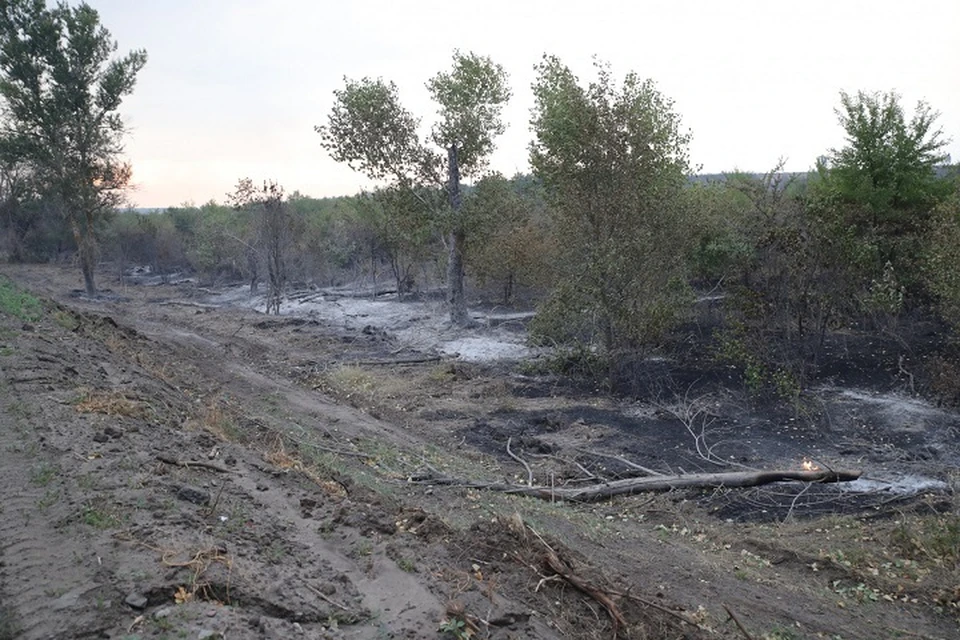 Пожар разгорелся днем 15 августа на землях сельхозназначения. Фото: сайт правительства РО