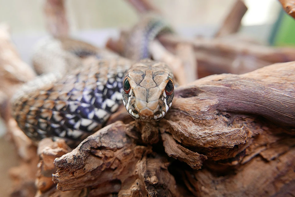 В Турции распространена неядовитая змея, которая называется ящеричная. Она похожа на гадюку, и, скорее всего, деревенские спутали ее с гадюкой.