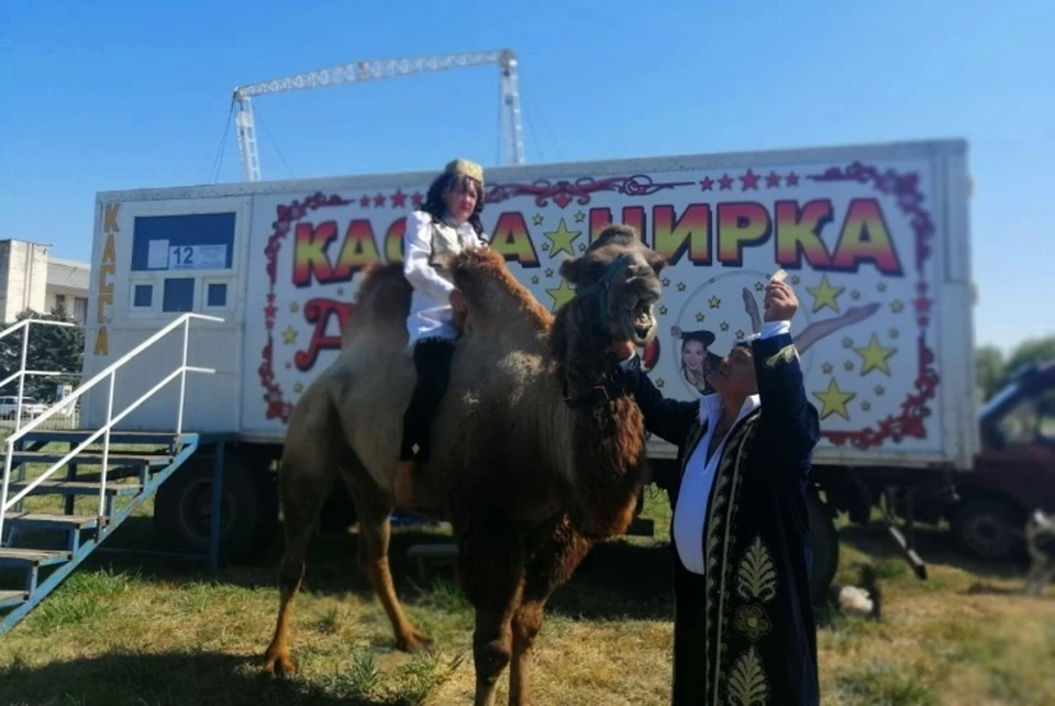 Раньше верблюд Алтын участвовал в цирковых представлениях