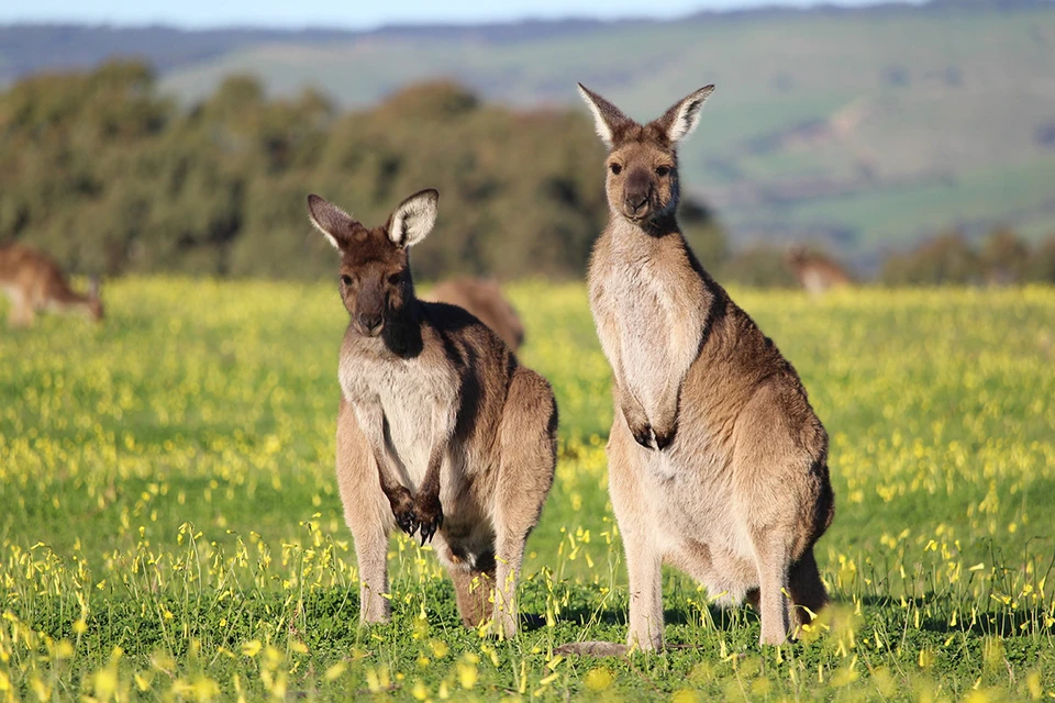 Агрессивные кенгуру захватили город в Австралии и начали нападать на людей