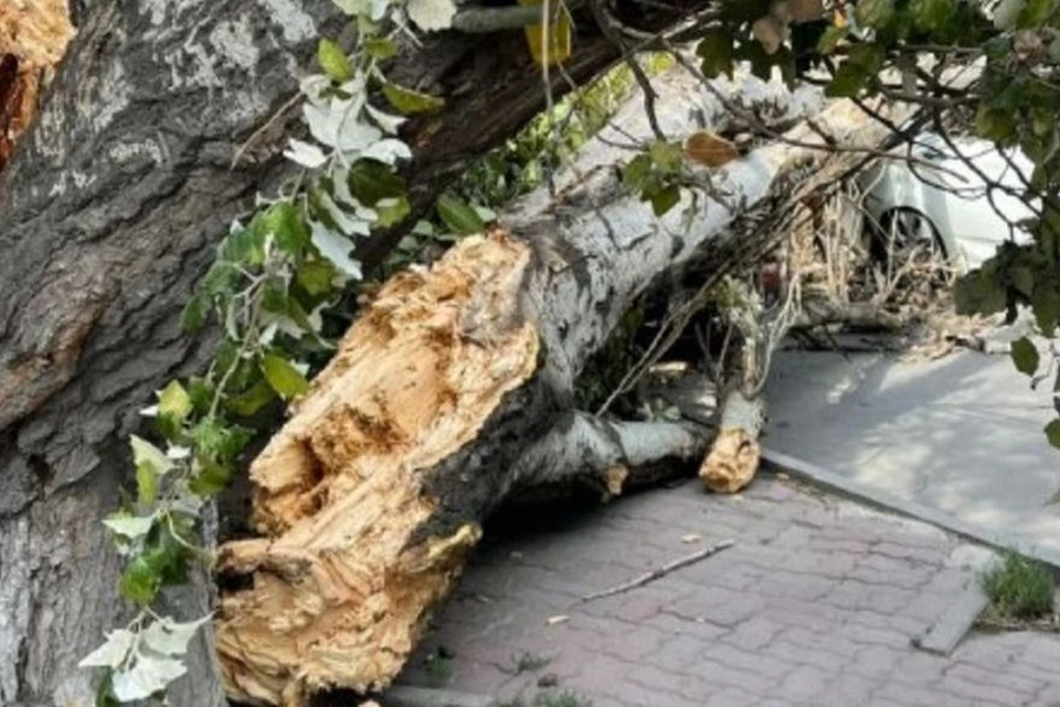 Деревья дона. Из тополя. В Ростове упало дерево. Большие деревья которые уже завалились. Тополь в Армении.