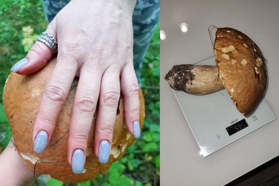 Огромный белый гриб в полкилограмма нашли в лесу Новосибирской области. Фото: предоставлены Мариной