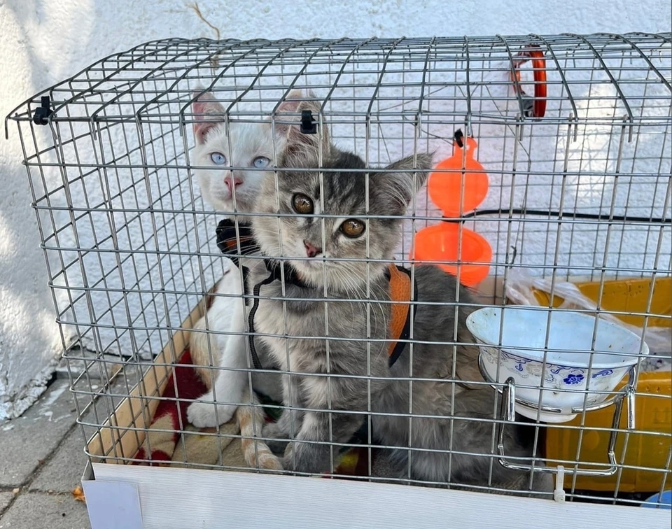 «Брошенные» котята около Струковского сада нашли настоящих хозяев. ФОТО: Соцсети