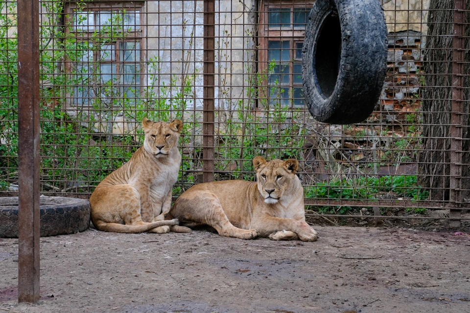 В День знаний вход в Ленинградский зоопарк для детей станет бесплатным