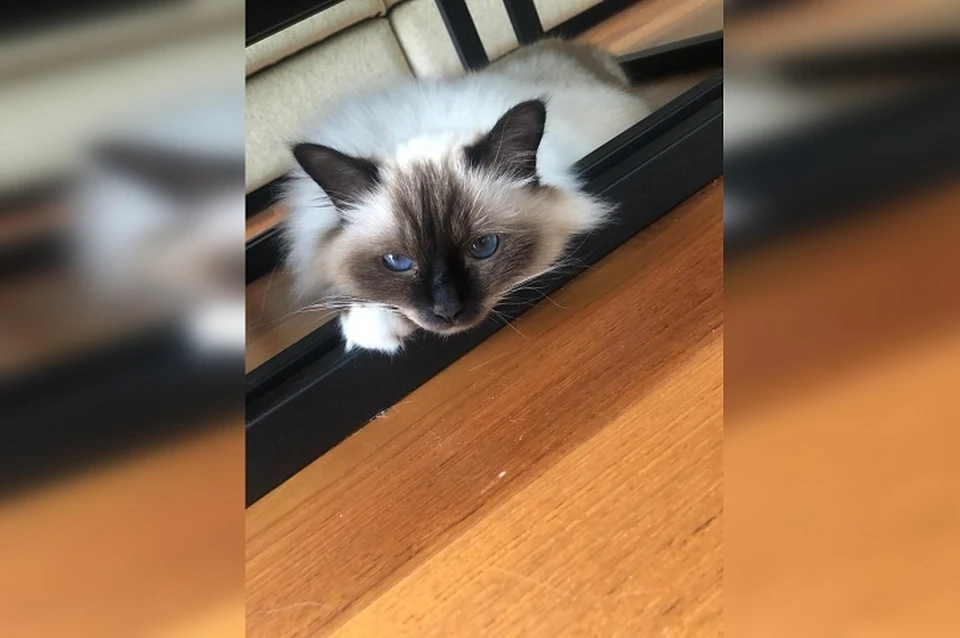 Лаврик пропал 16 августа Фото: предоставлено Марией