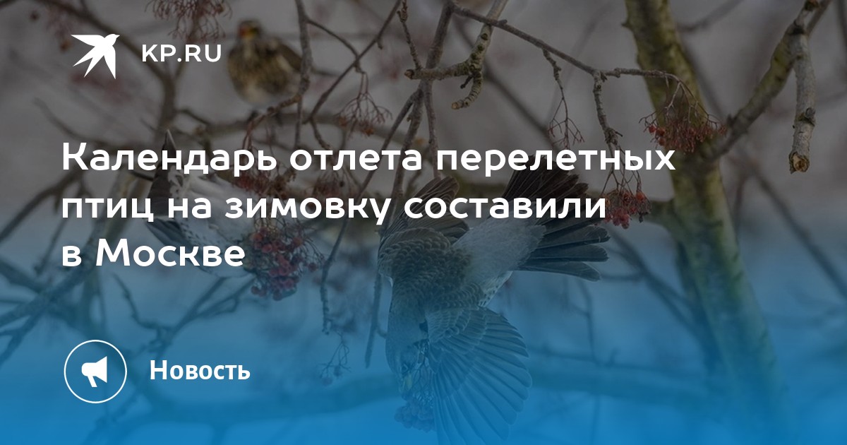 Календарь отлета перелетных птиц на зимовку составили в Москве - KP.RU