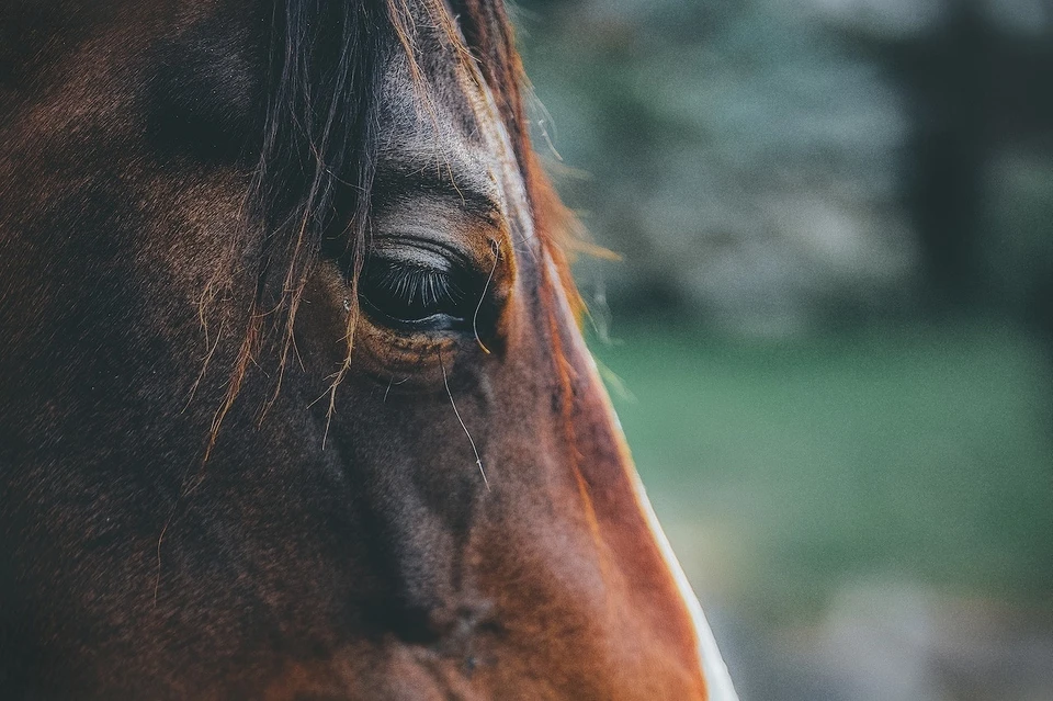 Фото: pexels.com