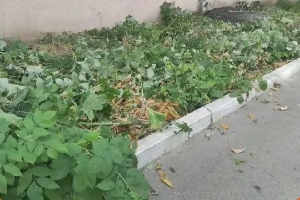 Нескошенная трава на улице Революционной в центре Уфы