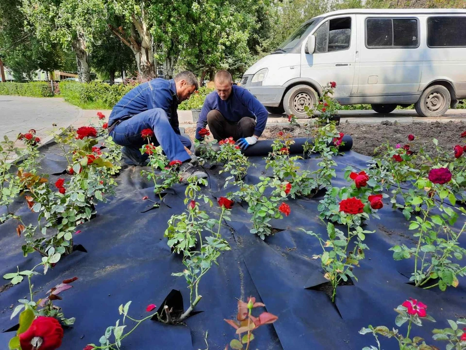 На набережной Волгограда ко Дню города высадят 3000 роз