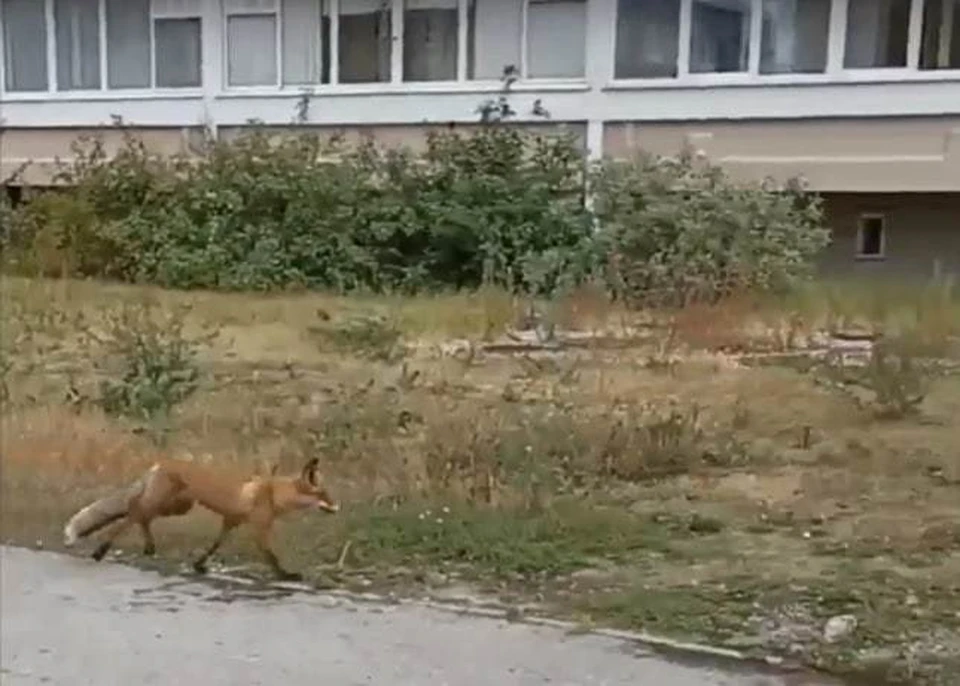 Лису заметили у многоэтажек в Перми. Фото: Вк "ГАЙВА | Орджоникидзевский район | ПЕРМЬ".