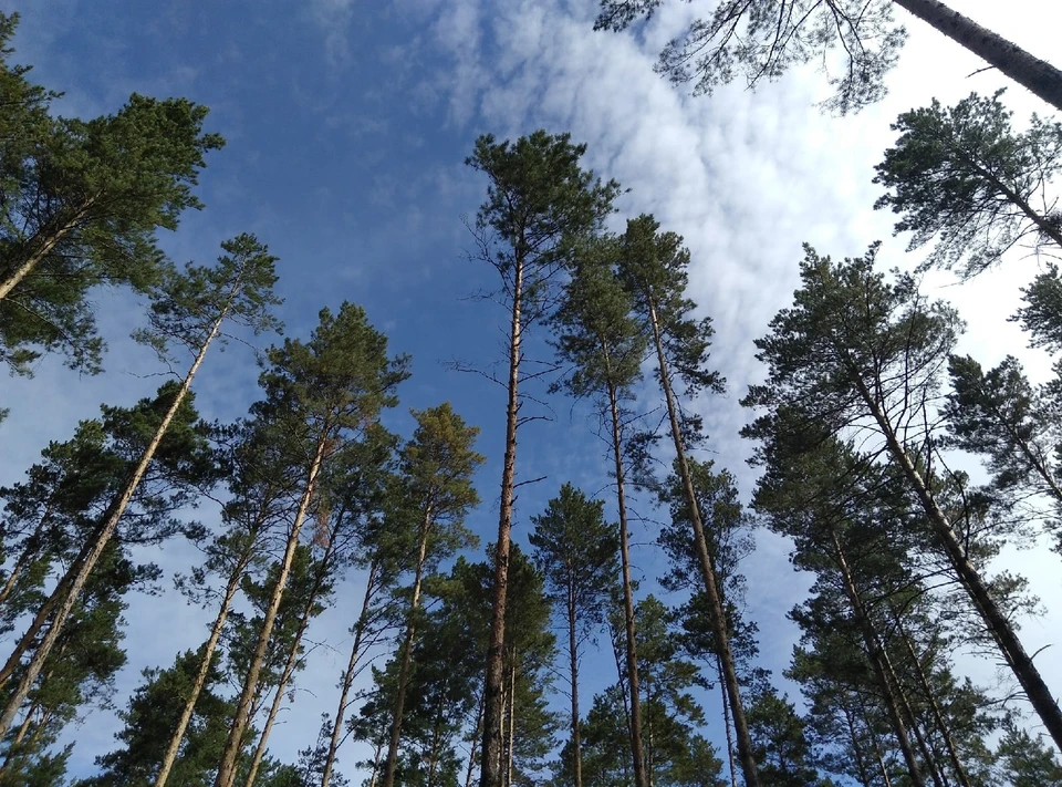 Женщина отправилась в лес, после чего пропала Фото: Татьяна Картавых/Сиб.фм