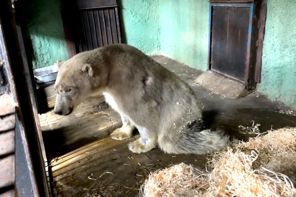 Задние лапы у медведя неактивны, состояние оценивается как крайне тяжелое. Фото: Московский зоопарк