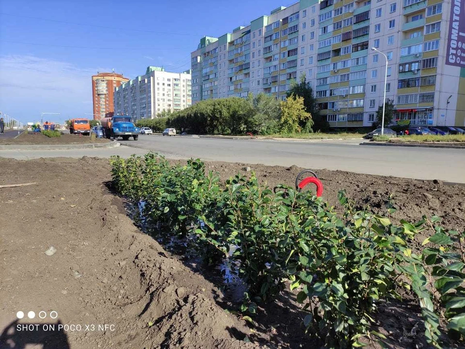 Озеленение улицы Крупской продолжится.