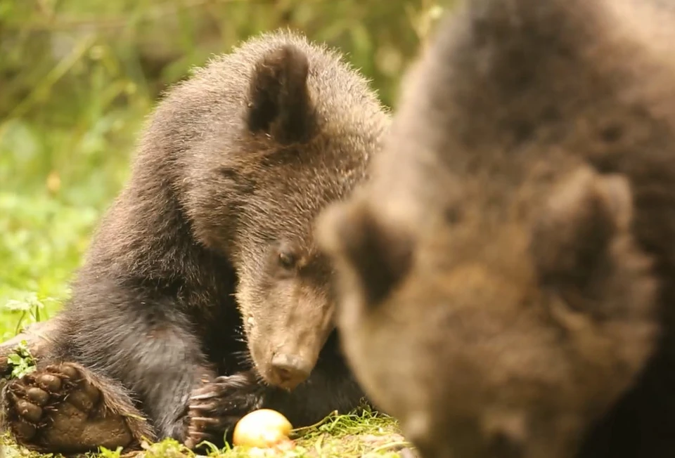 Хороший медведь видео. Подросший Медвежонок. Медвежата сироты в Тверской области. Медведь в Твери. Медведь лижет яблоко.