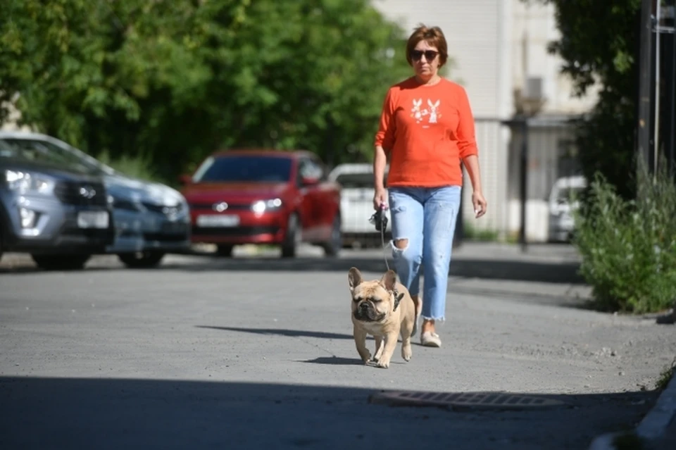 В Томской области в Северске в полицию поступило 7 заявлений от владельцев погибших собак.