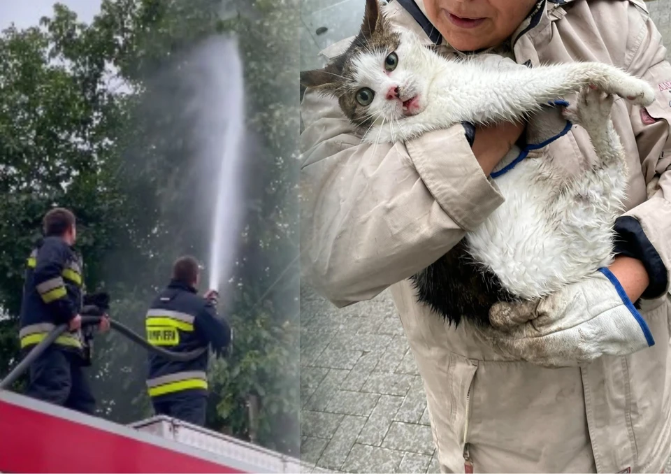 Кота спас пожарный расчет.