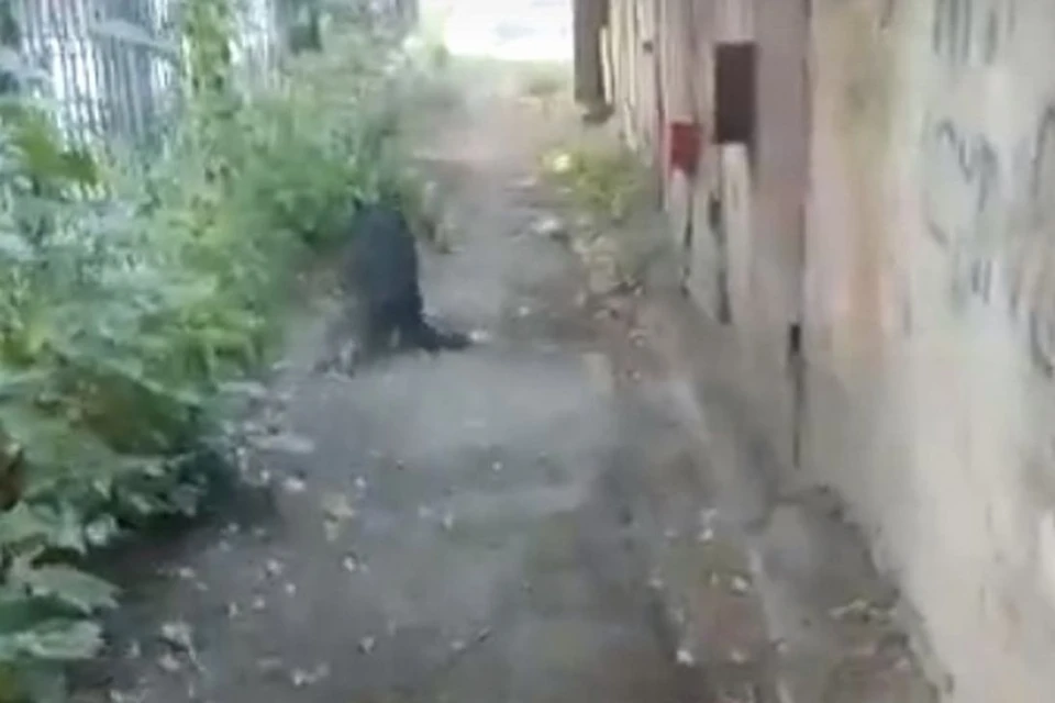 Собака испугалась и убежала на сломанных лапах. Фото: скриншот из видео из группы "Подслушано в Искитиме"