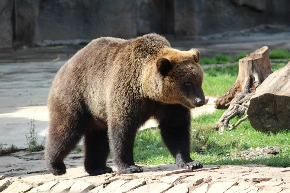 20 сентября на территорию СНТ «Убыть» в Глазовском районе зашло семейство медведей