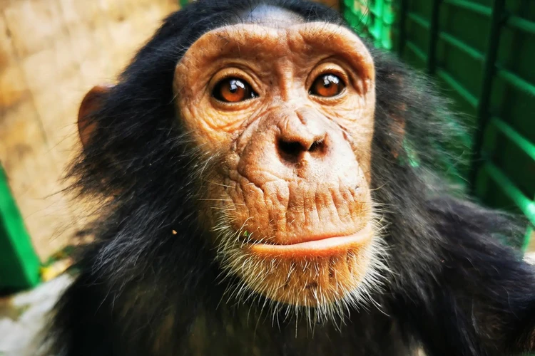 В Конго похитили трех шимпанзе с целью выкупа