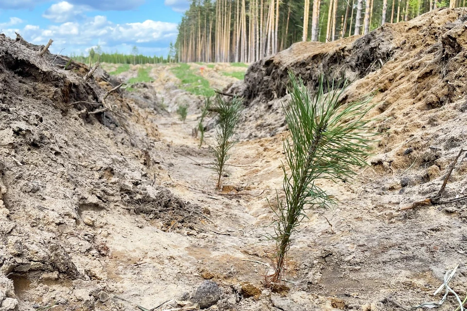 В Рязанской области начали восстанавливать леса.