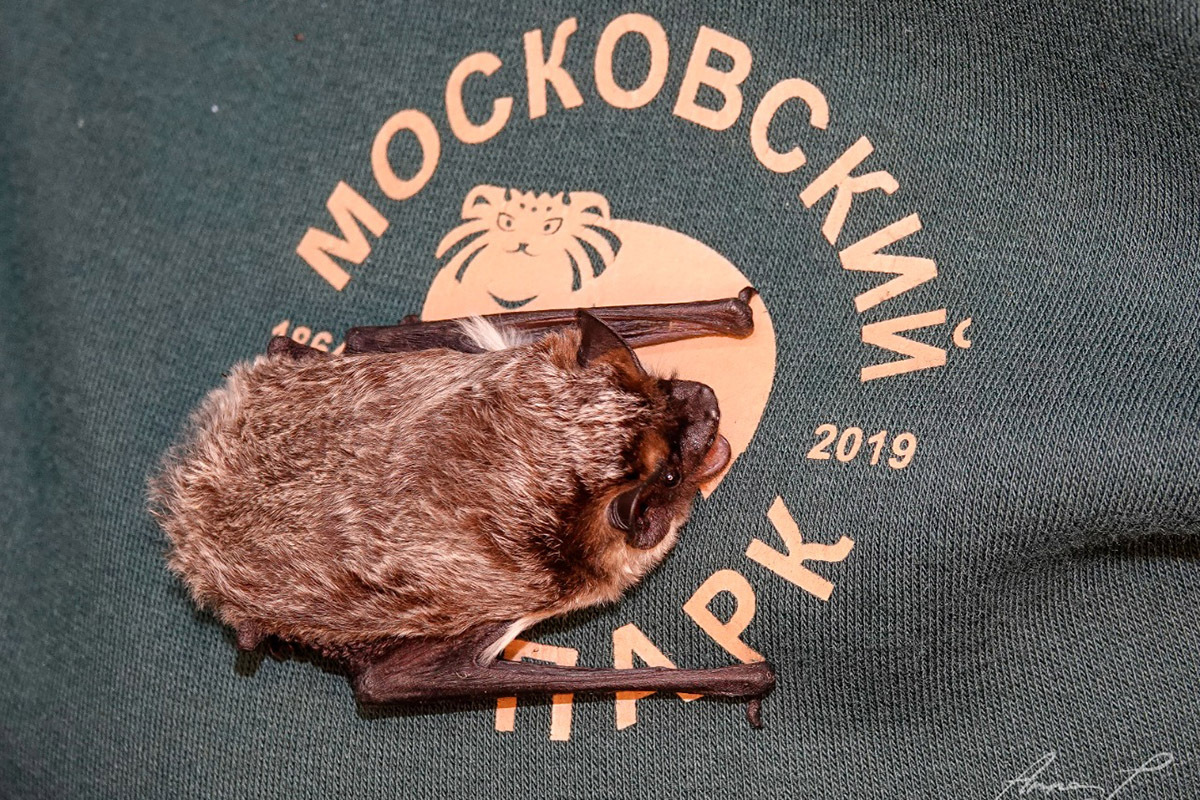 Столичные мышки питаются насекомыми. В конце лета и начале осени они нагуливали жирок, чтобы с наступлением холодов впасть в спячку. Фото: Анна Лукьянчикова
