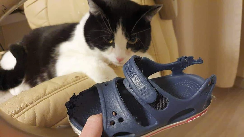Кот Пусик очень любит грызть обувь, это и обернулось бедой. Фото: соцсети