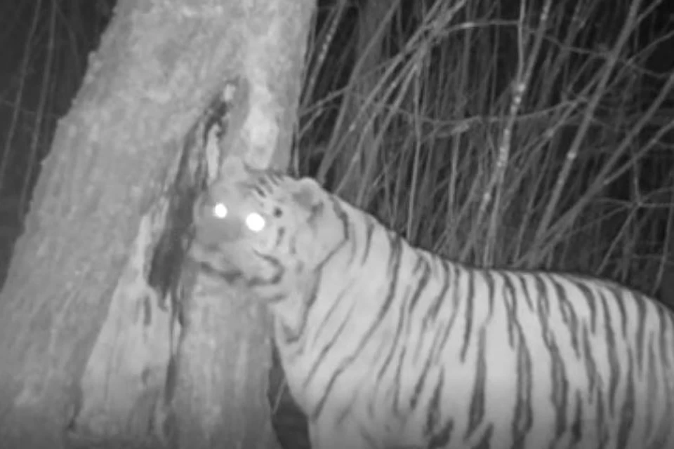 Тигр отличается от многих других своей мощью, громким рыком и прекрасными охотничьими качествами