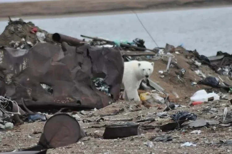 Белые медведи терроризируют жителей Чукотки