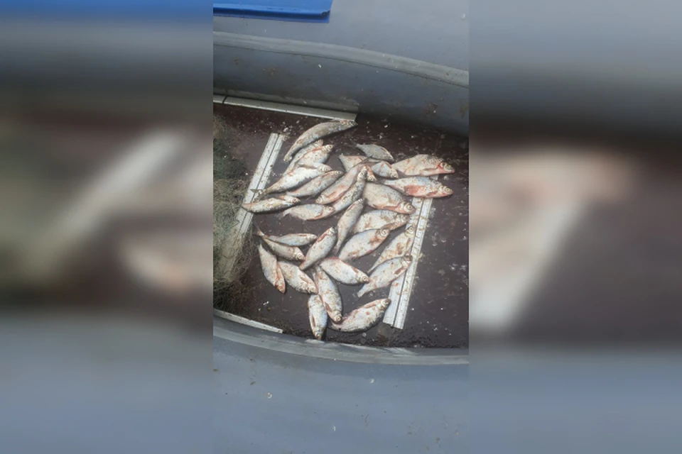 В незаконно установленную сеть попали 29 рыб породы «белоглазка» и «чехонь». Фото: Кировский ЛО МВД России на транспорте